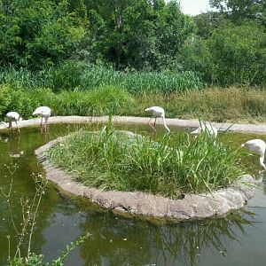 June 2012-Greater flamingos at Giraffe Ridge