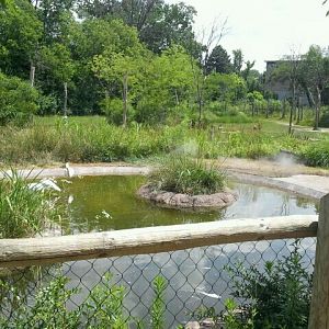 June 2012-Greater Flamingo exhibit in front of Crane/Giraffe yard