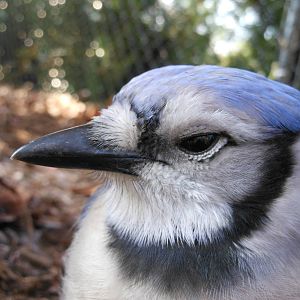 Close-up Profile of a Blue Jay