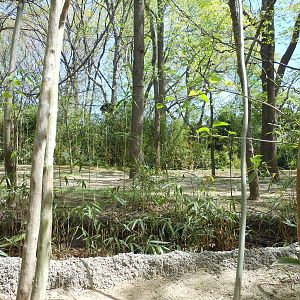 Bronx Zoo- Congo Gorilla Forest- Part of Okapi Exhibit