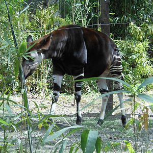 Bronx Zoo- Congo Gorilla Forest- Okapi with Hidden Barriers