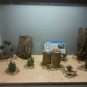 June 2012-First Honey ant exhibit