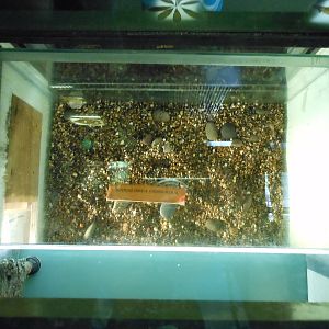 Bronx Zoo- Congo Gorilla Forest- Freshwater Butterflyfish Exhibit Under Con