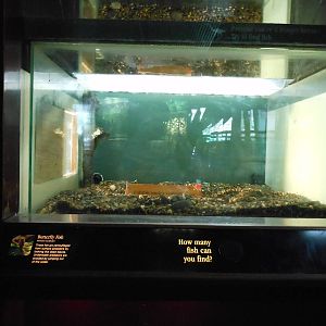 Bronx Zoo- Congo Gorilla Forest- Freshwater Butterflyfish Exhibit Front Vie