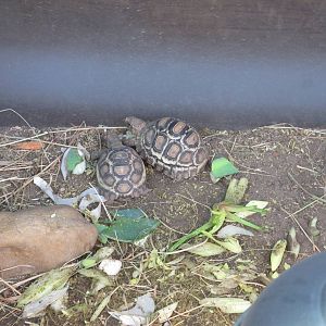 Unknown Juvenile Tortoises