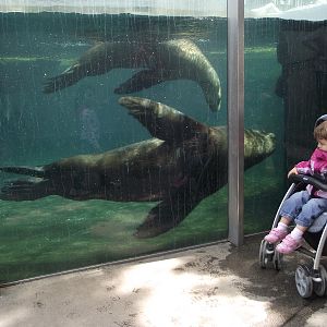 Sealion Underwater Viewing