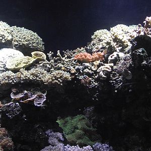 Aquarium