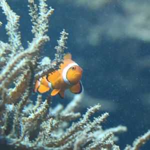 Unhappiest Nemo Ever