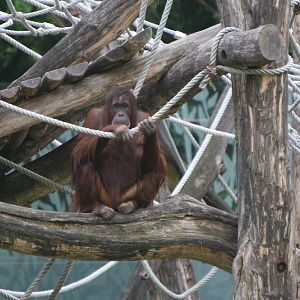 Orang'Erie Outdoor Climbing Structure