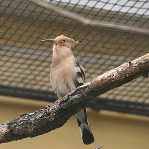 Hoopoe