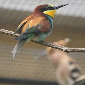 European Bee-Eater