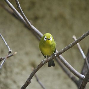 Zosterops (Kikuyu White-Eye)