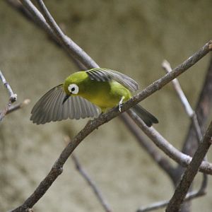 Zosterops (Kikuyu White-Eye)