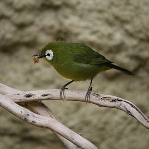 Zosterops (Kikuyu White-Eye)