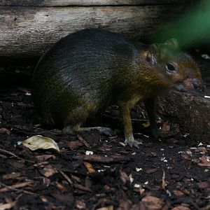 Agouti