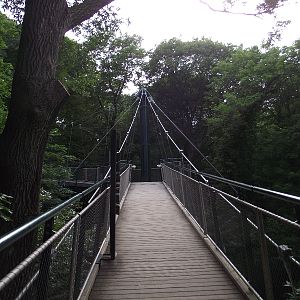 Treetop Walk
