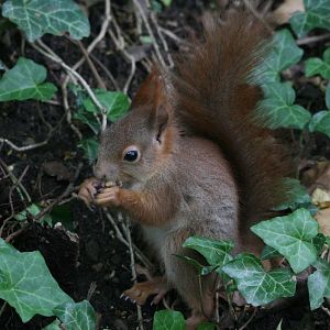 Red Squirrel