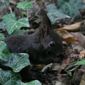 Melanistic Squirrel