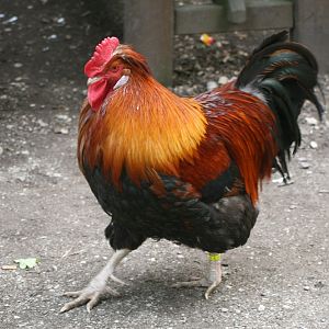 Cockerel