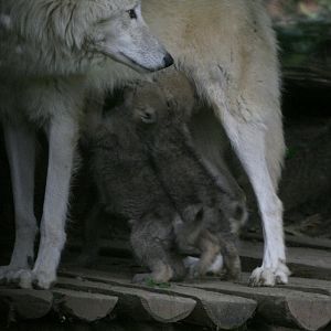 European Wolf with Cubs