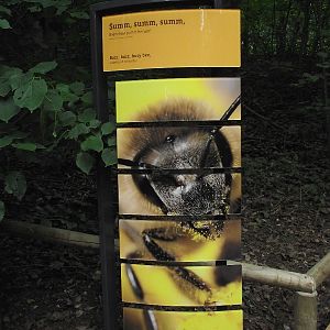 Bee Exhibit