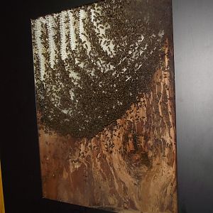 Bee Exhibit