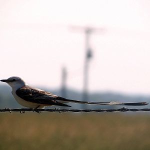 Scissor-tailed Flycatcher