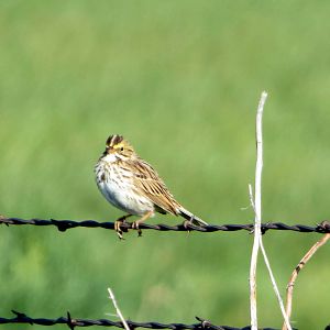 Savannah Sparrow