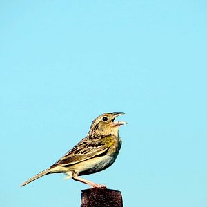 Grasshopper Sparrow