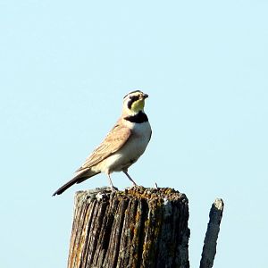 Horned Lark