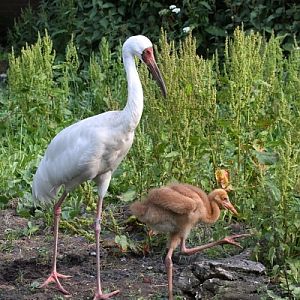 Siberian Crane (Grus leucogeranus)