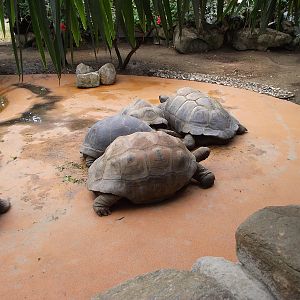 Giant Tortoises