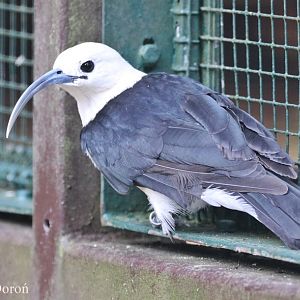 Sickle-billed Vanga (Falculea palliata)