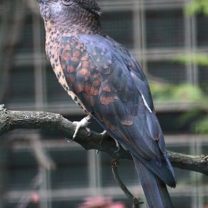 Cuckoo Roller (Leptosomus discolor) - female