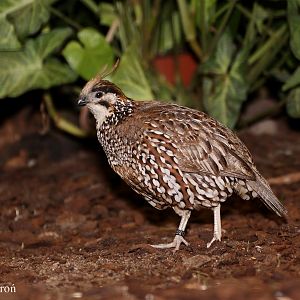 Crested Bobwhite (Colinus cristatus)