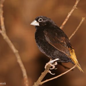Black Munia (Lonchura stygia)