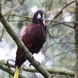 Montezuma Oropendola (Psarocolius montezuma)