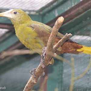 Green Oropendola (Psarocolius viridis)