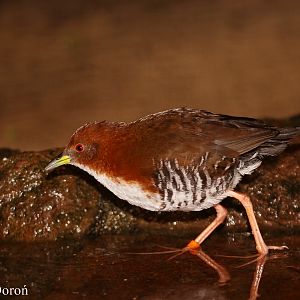Red-and-white Crake Laterallus leucopyrrhus