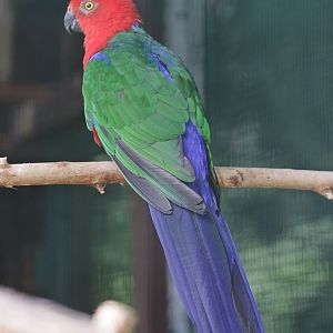 Moluccan King Parrot (Alisterus amboinensis buruensis)