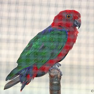 Alisterus amboinensis dorsalis