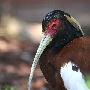 Madagascar Crested Ibis (Lophotibis cristata)