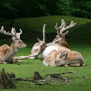 Fallow Deer