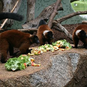 Red-ruffed Lemurs