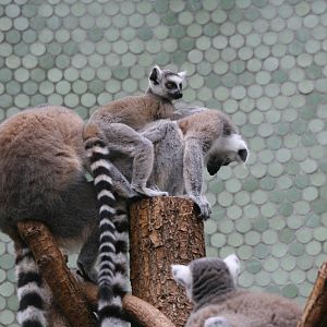 Ring-tailed Lemurs inc Young