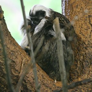 Cotton-Topped Tamarin with Young
