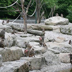 Baboon Enclosure