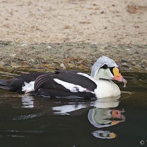 King Eider (Somateria spectabilis)
