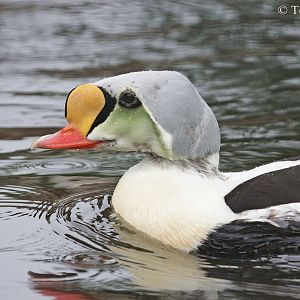 King Eider (Somateria spectabilis)
