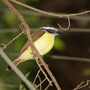 Lesser Kiskadee (Pitangus lictor) ?